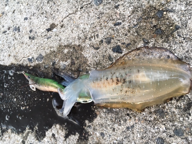 釣果を左右するエギのカラーの使い分け さすらいのエギング釣行記